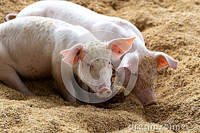 Cute pigs in organic rural farm agricultural. Livestock industry Stock Photo