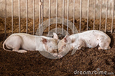 Cute pigs in organic rural farm agricultural. Livestock industry Stock Photo
