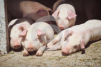 CUTE PIGS Stock Photo