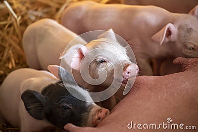 Cute pink piglets drinking from mother pig, teat in mouth Stock Photo