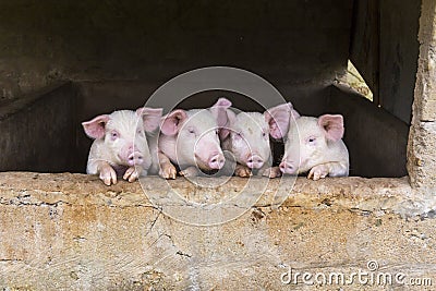 Cute pink pigs standing in a row Stock Photo