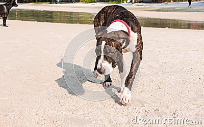 A cute Pittbull Terrier is playing at the beach Stock Photo