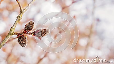 A cute plant in the forest Stock Photo