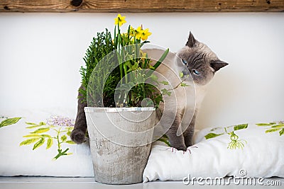 Cute playful blue eyed siamese kitten sniffing potted spring flowers. Adopt a pet. Stock Photo