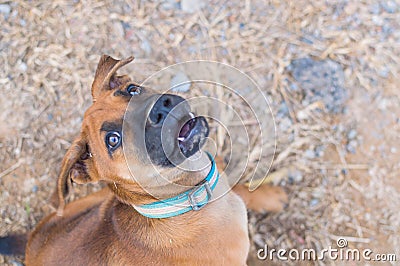 Cute playful Brown puppy Stock Photo