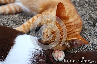 Cute and playful cat background images. Stock Photo