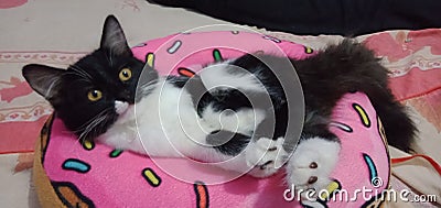 Cute and playful domestic kitten in an indoor setting. Stock Photo