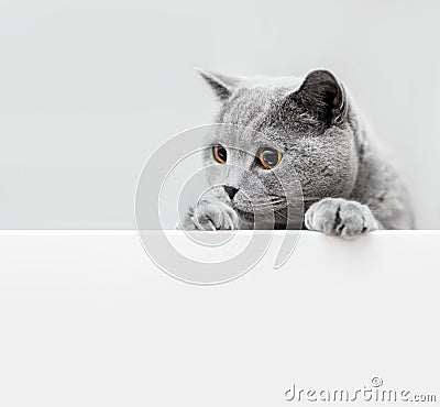 Cute playful grey cat leaning out Stock Photo