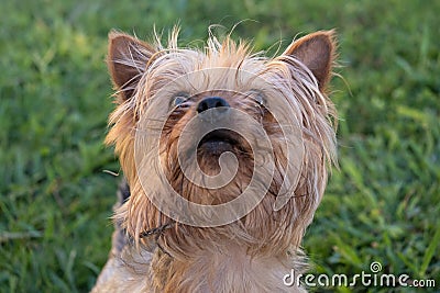 Cute playful Yorkshire Terrier dog, looking up eagerly Stock Photo