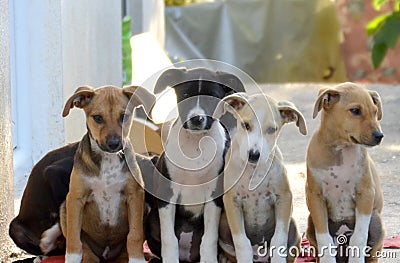 cute and playfull puppies on a sunny summer day Stock Photo