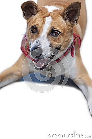 Cute playing and smiling Thai local dog. Stock Photo