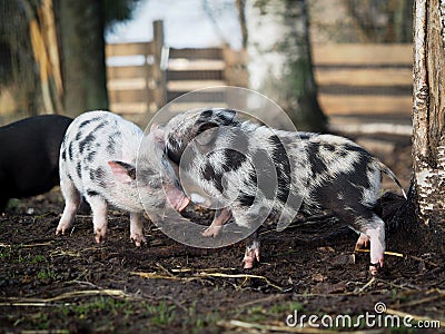 Cute plump little pigs play happily on the farm Stock Photo