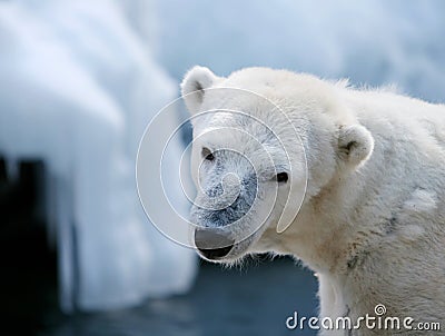 Cute polar bear Stock Photo