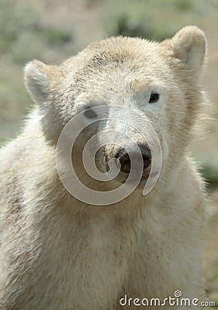 Cute polar bear cub Stock Photo