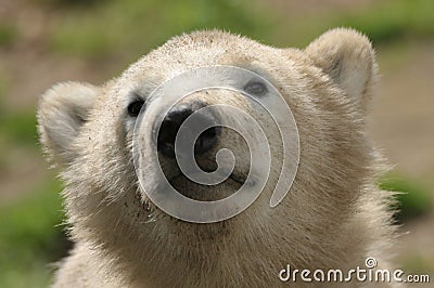 Cute polar bear cub Stock Photo