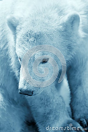 Cute polar bear cub Stock Photo