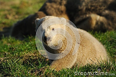 Cute polar bear cub Stock Photo