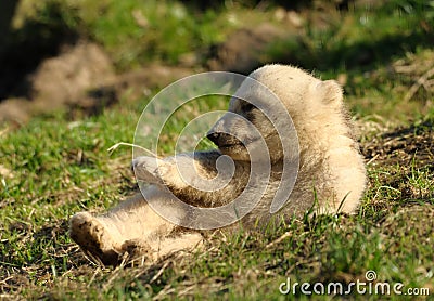 Cute polar bear cub Stock Photo