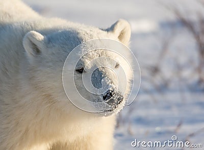 Cute polar bear cub Stock Photo