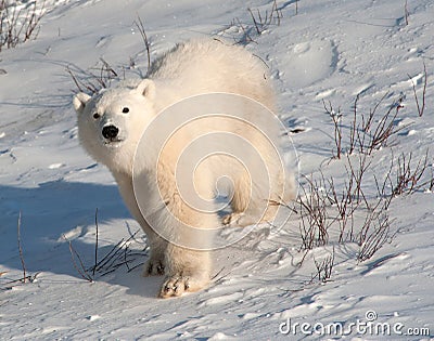 Cute polar bear cub Stock Photo