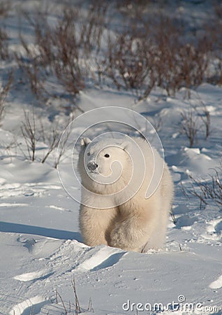 Cute polar bear cub Stock Photo