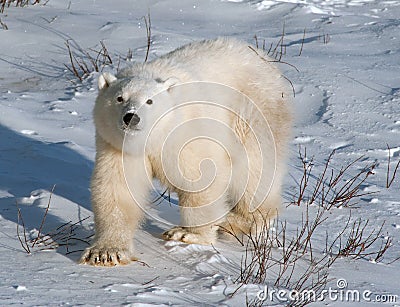 Cute polar bear cub Stock Photo