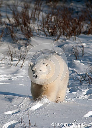 Cute polar bear cub Stock Photo