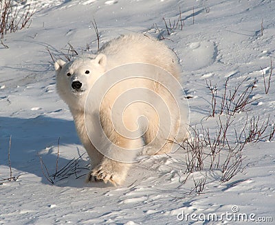 Cute polar bear cub Stock Photo