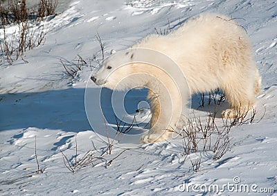 Cute polar bear cub Stock Photo