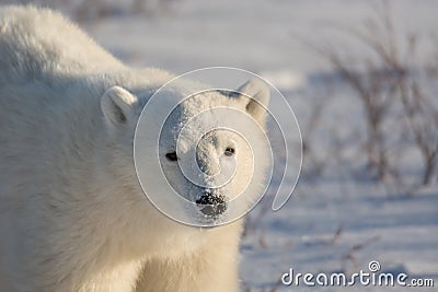 Cute polar bear cub Stock Photo