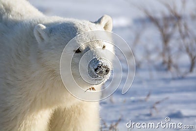 Cute polar bear cub Stock Photo