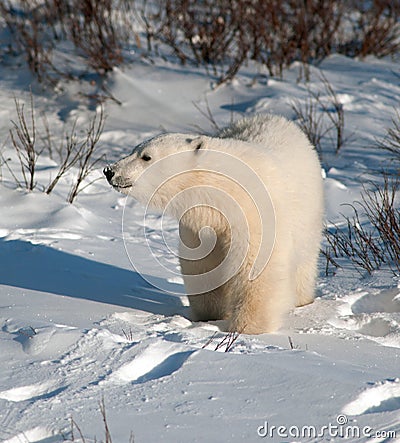 Cute polar bear cub Stock Photo