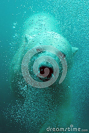 Cute polar bear underwater Stock Photo