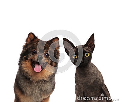 Cute pomeranian dog and black cat looking curious Stock Photo