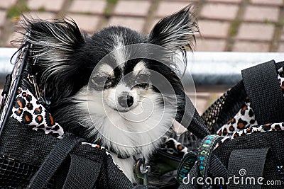 Cute Pomeranian dog in large purse Stock Photo