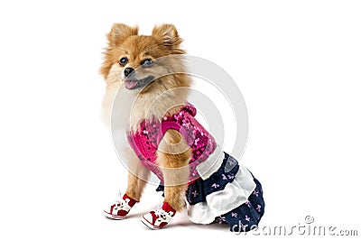 The cute Pomeranian dog over white Stock Photo