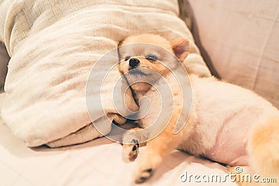 Cute pomeranian dog sleeping on pillow on bed, with copy space Stock Photo