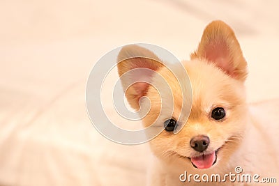 Cute pomeranian dog smiling, with copy space Stock Photo