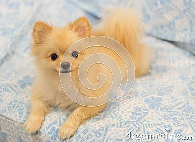 Cute pomeranian dog smiling on the sofa Stock Photo