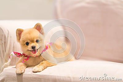 Cute Pomeranian dog smiling on the sofa with copy space, cowboy bandana or handkerchief on the neck Stock Photo