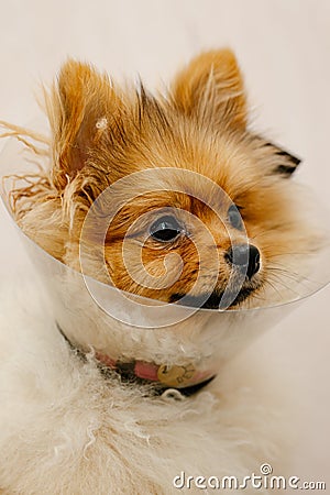 Pomeranian dog in protective Elizabethan collar Stock Photo