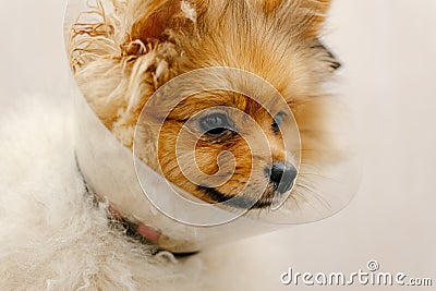 Pomeranian dog in protective Elizabethan collar Stock Photo
