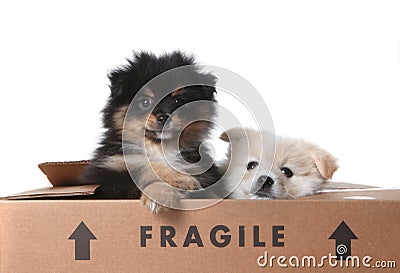 Cute Pomeranian Puppies Inside a Cardboard Box Stock Photo