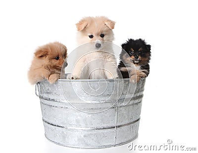 Cute Pomeranian Puppies in a Metal Washtub Stock Photo