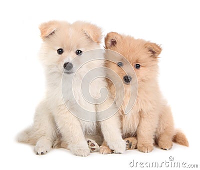 Cute Pomeranian Puppies Sitting Together on White Stock Photo