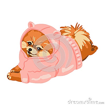 A cute Pomeranian puppy in clothes is lying on his stomach. Pink sweatshirt. Small dog breed. Hand-drawn sketch style. Vector Vector Illustration