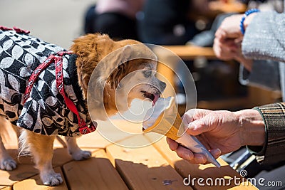 Pomeranian dog eat ice cream Stock Photo