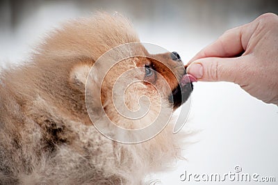 Cute Pomeranian spiz puppy on snow Stock Photo