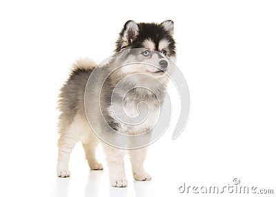 Cute pomsky mini husky puppy standing Stock Photo