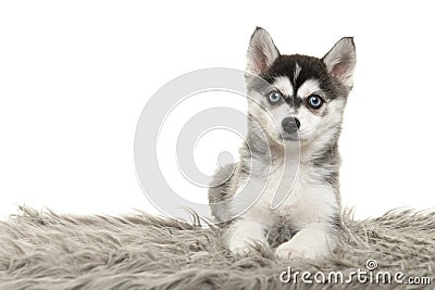 Cute pomsky puppy lying on a grey cushion looking at the camera with blue eyes on a white background Stock Photo